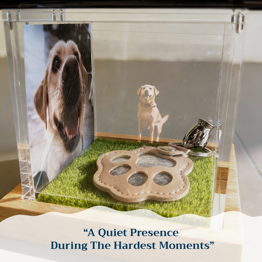 Interactive Pet Memorial Box With Hologram Projection - MyPhotoSocks