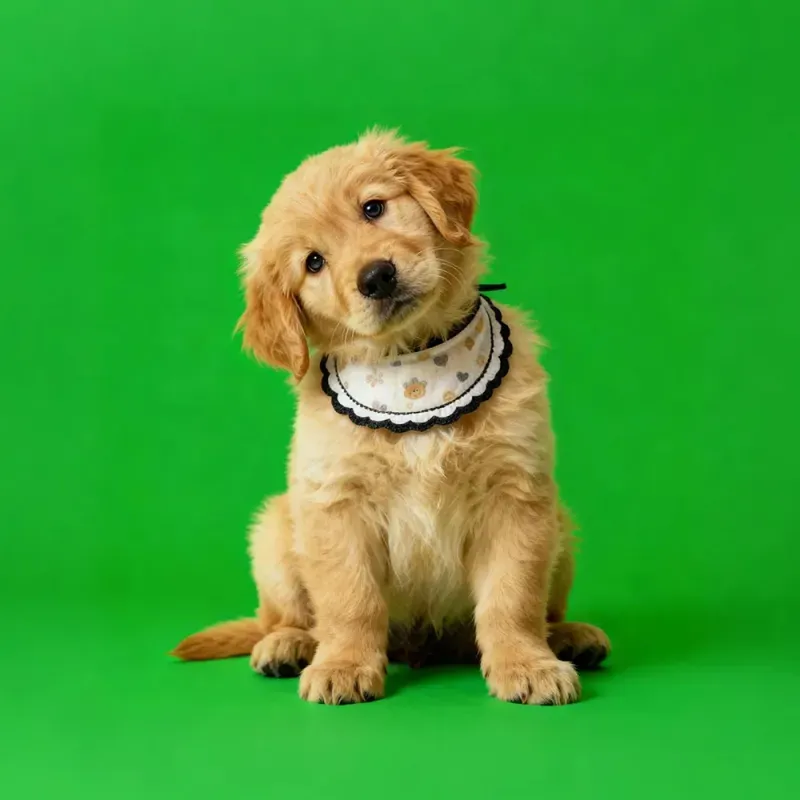 Digitales Hologramm-haustierhaus | Gedenkornamente Für Haustiere | Holografisches Material Mit Hoher Lichtdurchlässigkeit – Diy-hologramm-haustierhaus