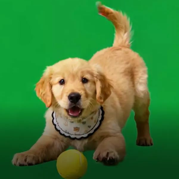 Holographic Digital Sences For Pet Holographic Digital House(Only Digital Sences Video by E-mail; Pet House Need to be purchased separately) - MyMoonLampUk