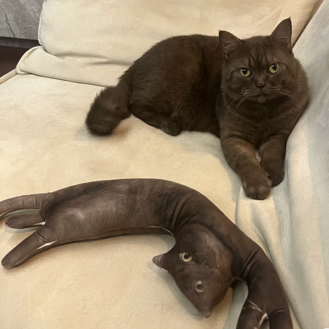 Custom Animal Photo 3D Pillow Pet Portrait Throw Pillow Ugly Pet Pillow Black Cat
