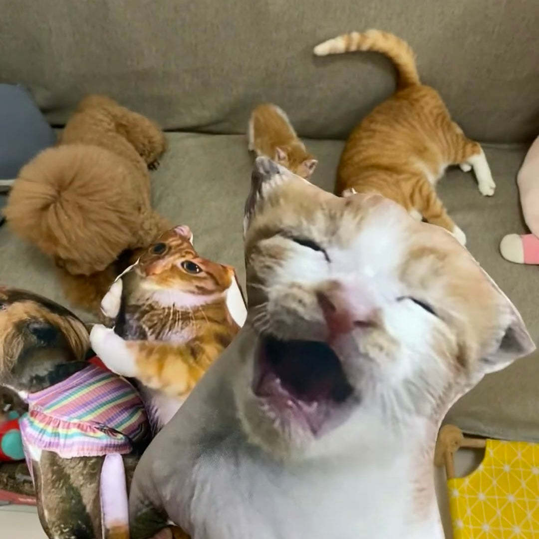 Individuelles Tierfoto 3d-kissen, Haustierportrait, Wurfkissen, Hässliches Haustierkissen, Schwarze Katze - DePhotoBoxer