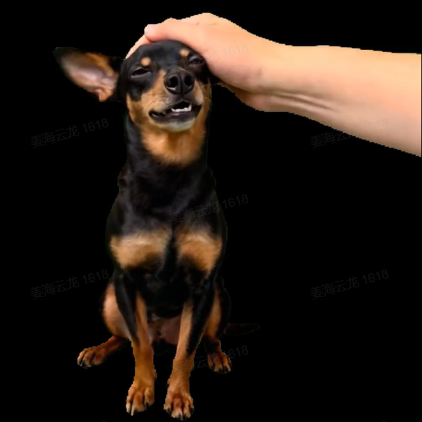 Petting Scene - Get Photo Blanket