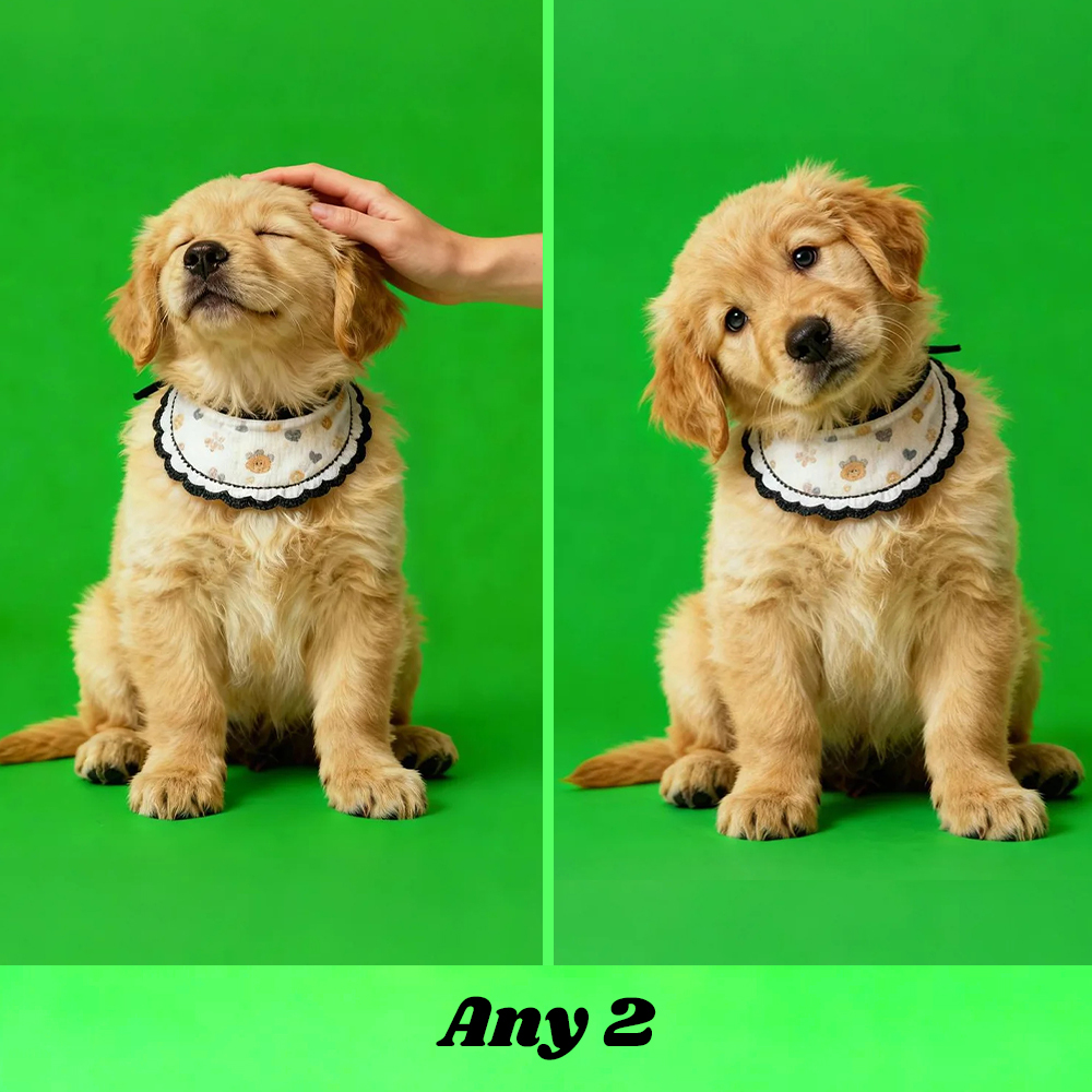 Holographic Digital Sensory Video of Pet (Digital File via Email · 10s/Scene) - Get Photo Blanket