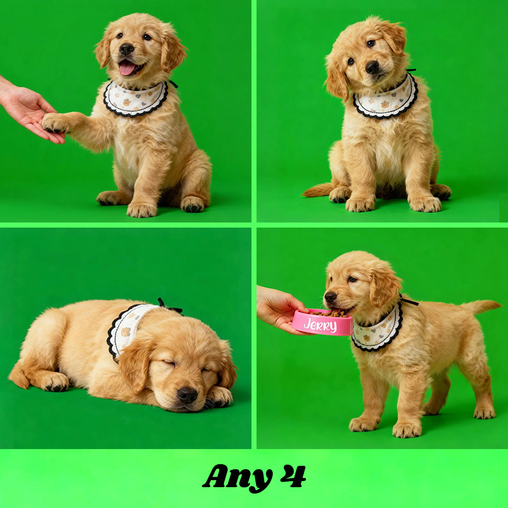 Holographic Digital Sensory Video of Pet (Digital File via Email · 10s/Scene) - Get Photo Blanket