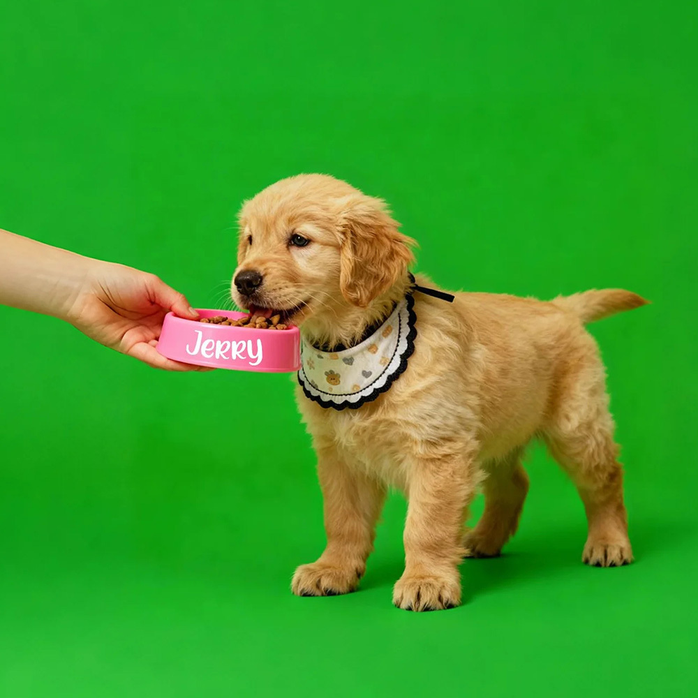 Holographic Digital Sensory Video of Pet (Digital File via Email · 10s/Scene) - Get Photo Blanket