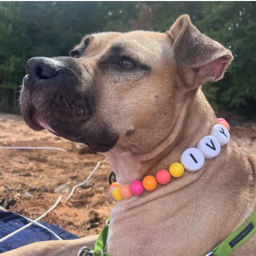 Personalized Pet Name Necklace �C Comes with a Free Matching Bracelet