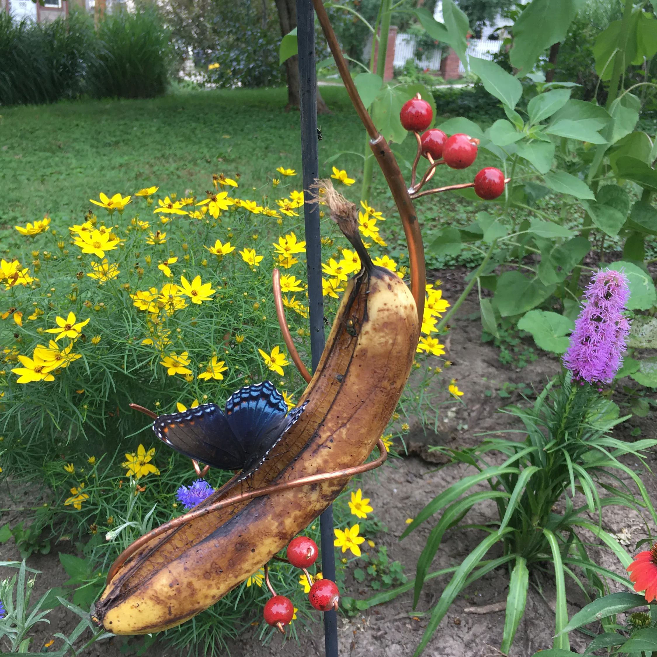 Butterfly Banana Hammock