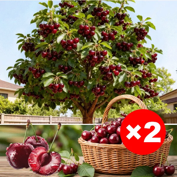 Extra Large Goma Harry Cherry Tree Saplings