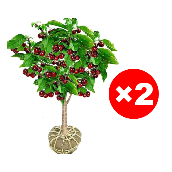 【On peut porter des fruits.】Grand plant de cerisier