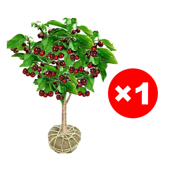 【On peut porter des fruits.】Grand plant de cerisier