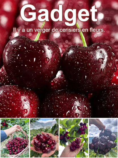 【On peut porter des fruits.】Grand plant de cerisier