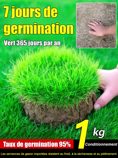 Gazon Royal 4S® | Persistant • Sans tonte • Résistant à la sécheresse et au froid 