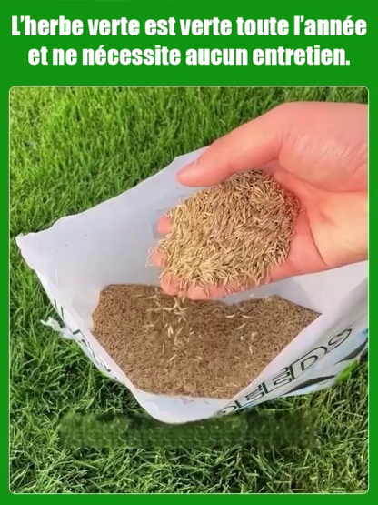 Gazon Royal 4S® | Persistant • Sans tonte • Résistant à la sécheresse et au froid 