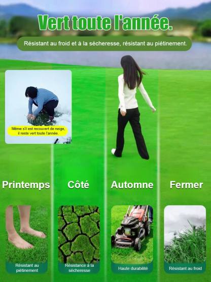 Gazon Royal 4S® | Persistant • Sans tonte • Résistant à la sécheresse et au froid 