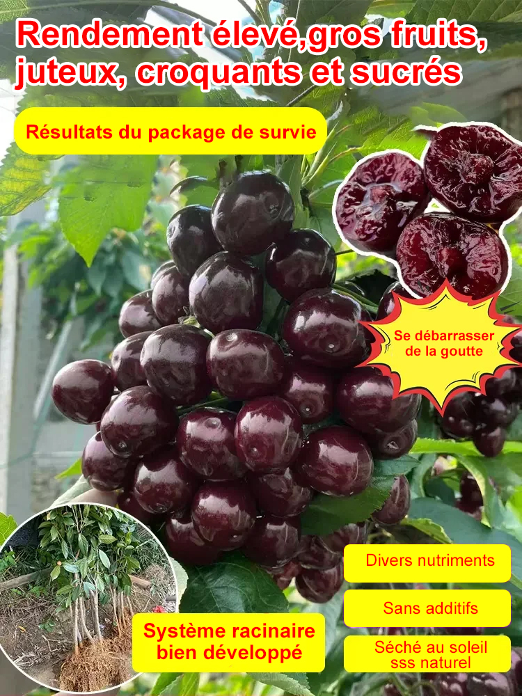 【On peut porter des fruits.】Grand plant de cerisier
