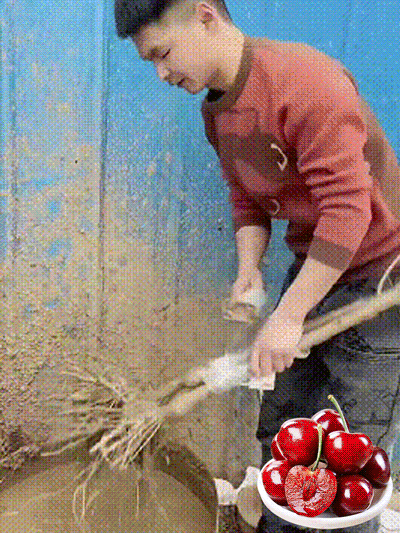 【On peut porter des fruits.】Grand plant de cerisier