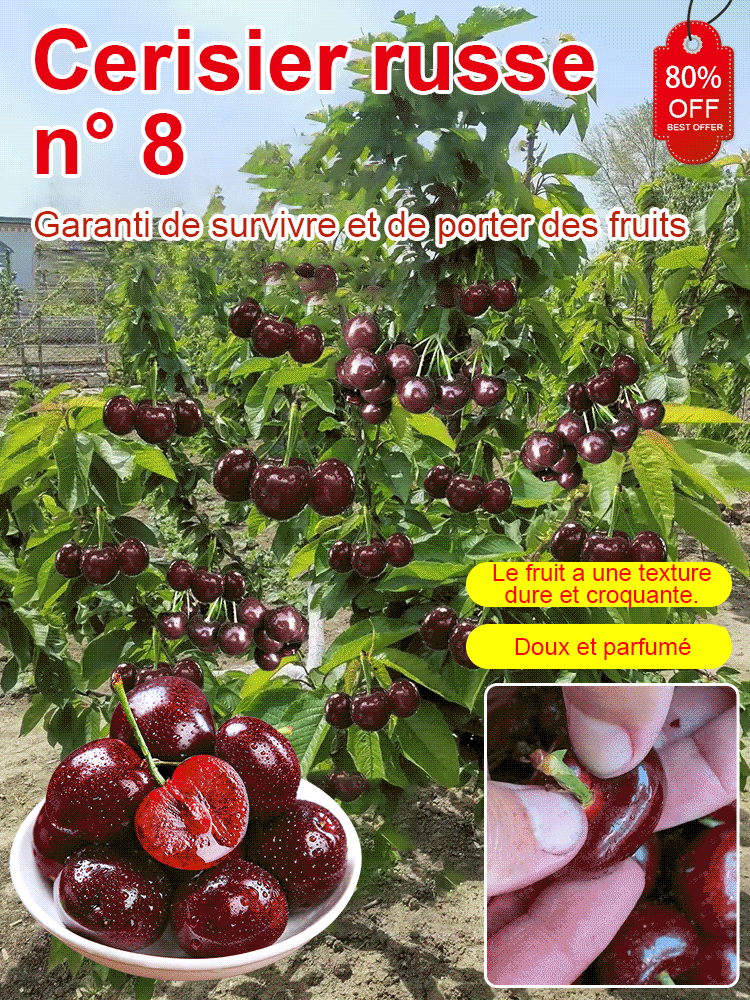 【On peut porter des fruits.】Grand plant de cerisier