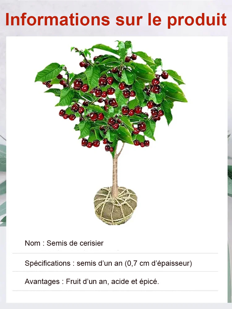 【On peut porter des fruits.】Grand plant de cerisier