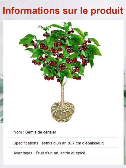【On peut porter des fruits.】Grand plant de cerisier