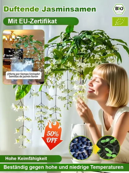 【Duft verbreitet sich weit】 Stark duftende hängende Jasminsamen