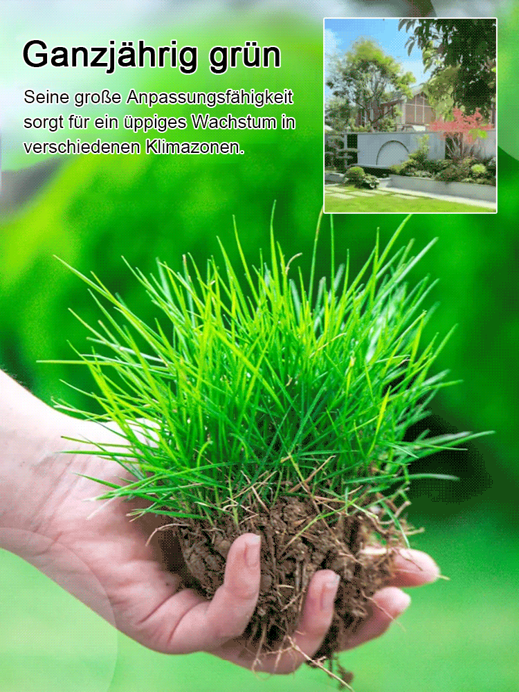 Rasensamen für ganzjährig grünen Rasen in nur 7 Tagen