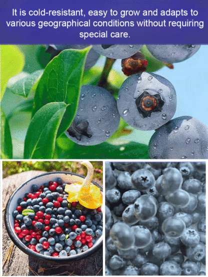 【Full Refund for Non-Living】Extra Large Fruit High-Yield Organic Blueberry Seedlings
