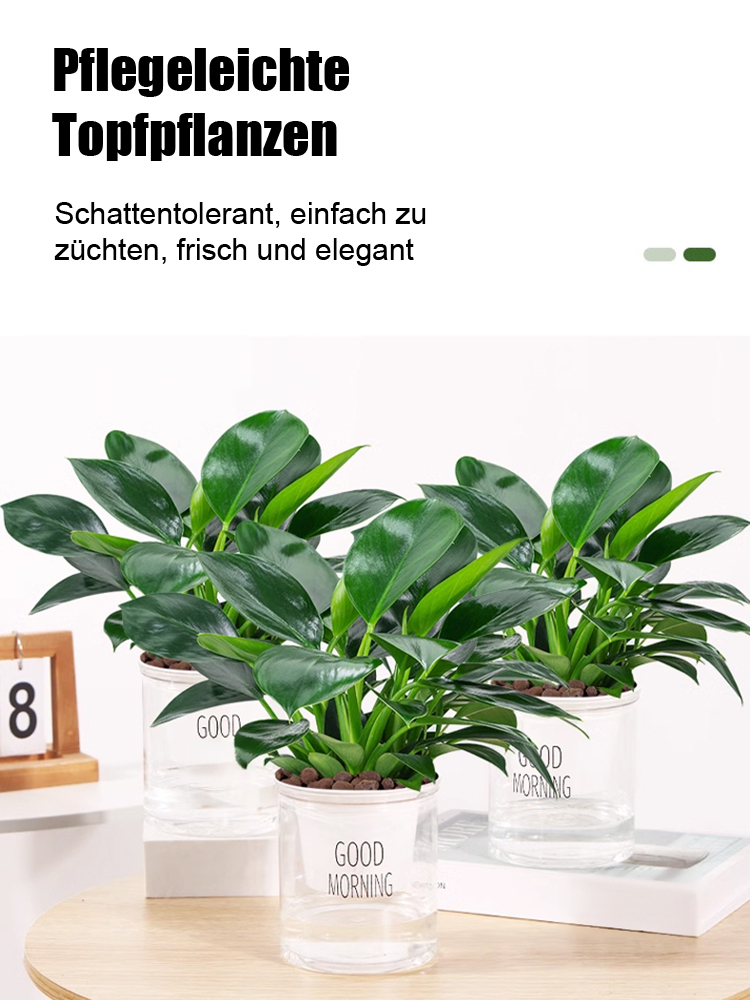 Purificador de Aire Natural - Elimina el 98% de Toxinas (Formaldehído), Filodendro