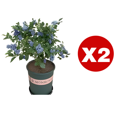 【Full Refund for Non-Living】Extra Large Fruit High-Yield Organic Blueberry Seedlings