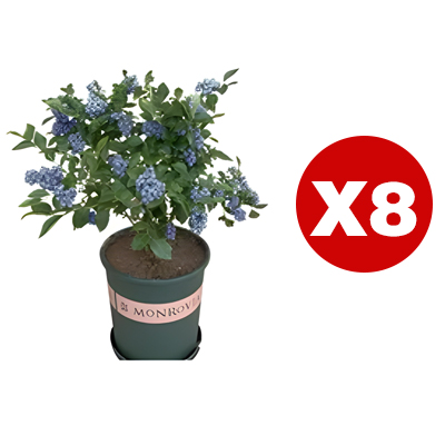 【Full Refund for Non-Living】Extra Large Fruit High-Yield Organic Blueberry Seedlings