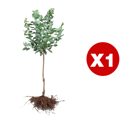 [Bearing Fruit in 3 Months] Extra Large Golden Peach Saplings