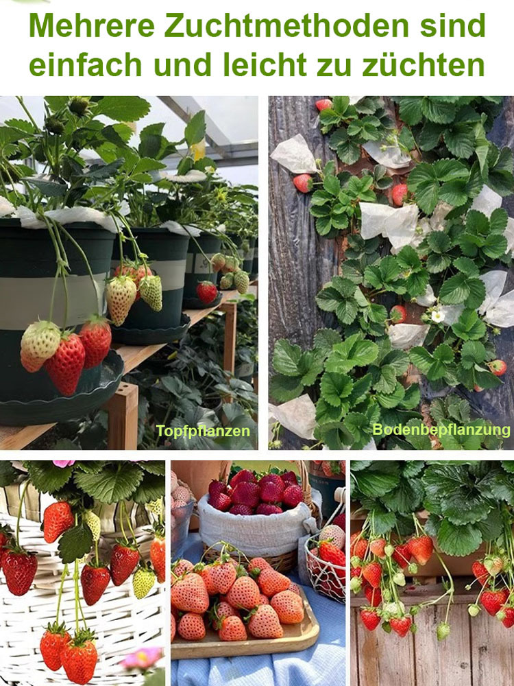 【Keimung garantiert, Dünger inklusive】Schwarze Perle Erdbeersamen