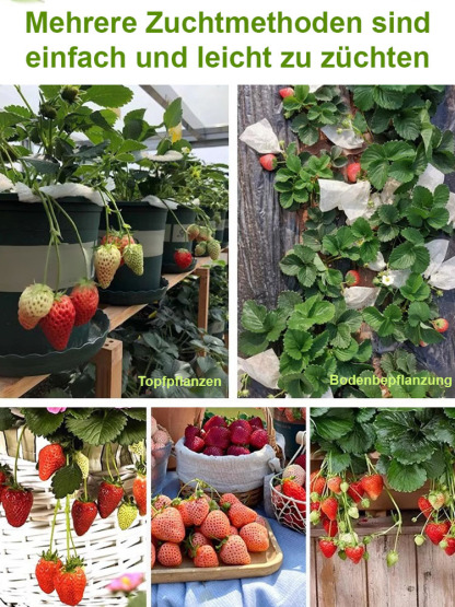 【Keimung garantiert, Dünger inklusive】Schwarze Perle Erdbeersamen