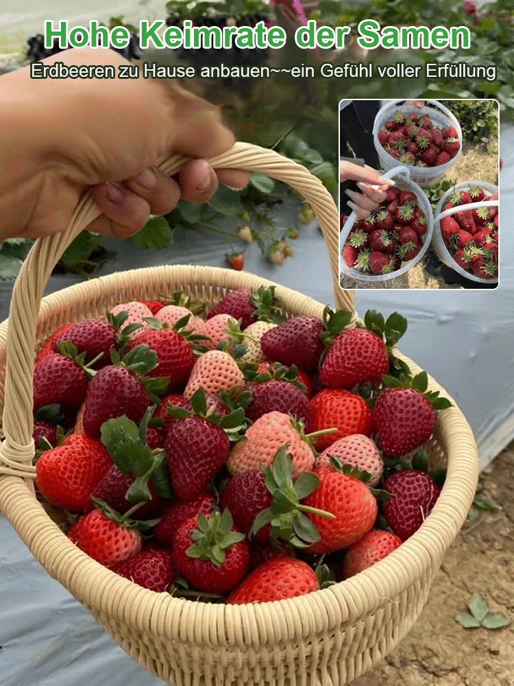 【Keimung garantiert, Dünger inklusive】Schwarze Perle Erdbeersamen