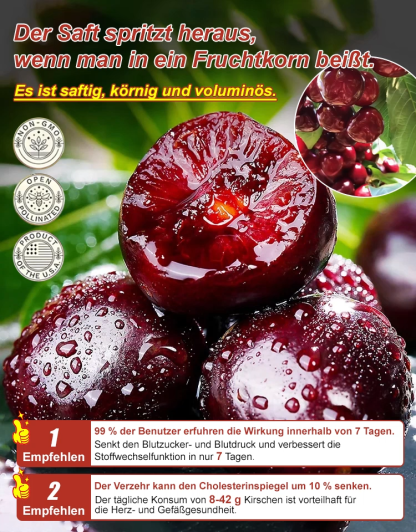 Vielseitige Kirschkerne mit hoher Überlebensrate
