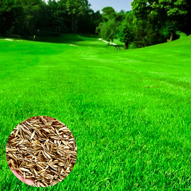 Rasensamen für ganzjährig grünen Rasen in nur 7 Tagen