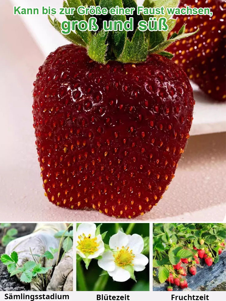 【Keimung garantiert, Dünger inklusive】Schwarze Perle Erdbeersamen