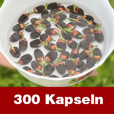 【Normale Blüte bis -20℃ möglich】Winter-Zierlotussamen für die Hydrokultur