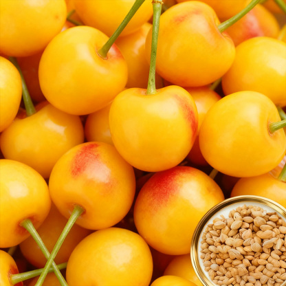 Vielseitige Kirschkerne mit hoher Überlebensrate