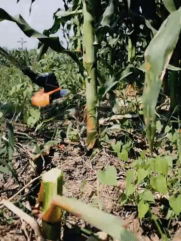 Umweltfreundlicher Unkrautentferner ohne Chemikalien