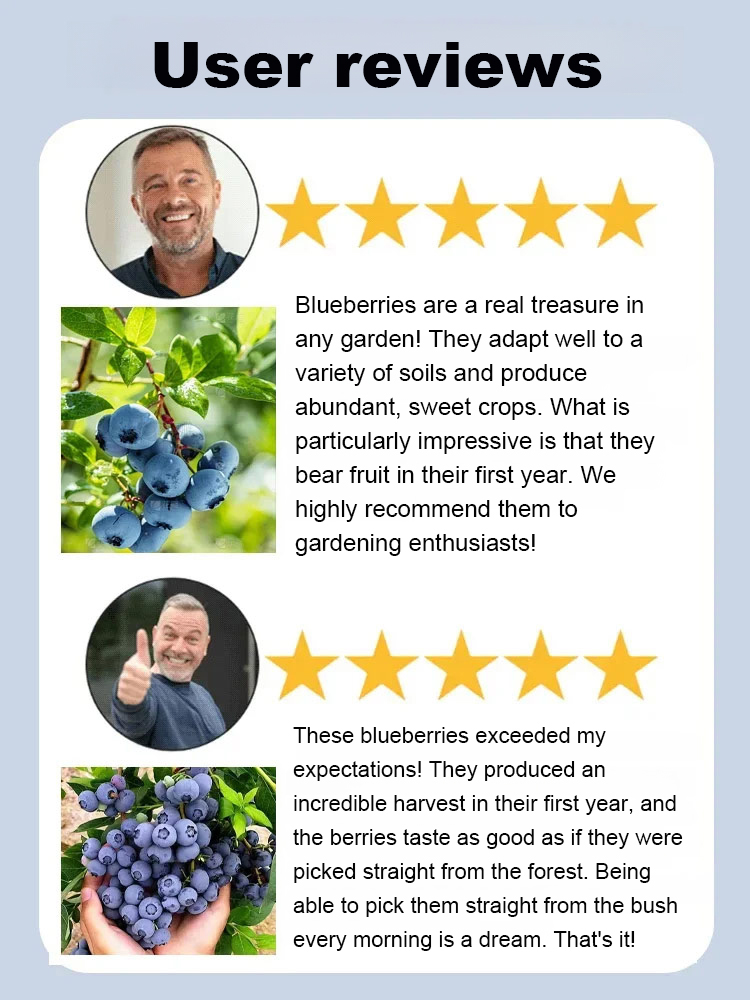 【Full Refund for Non-Living】Extra Large Fruit High-Yield Organic Blueberry Seedlings