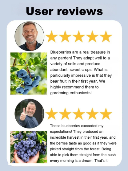 【Full Refund for Non-Living】Extra Large Fruit High-Yield Organic Blueberry Seedlings