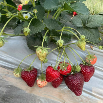 【Keimung garantiert, Dünger inklusive】Schwarze Perle Erdbeersamen