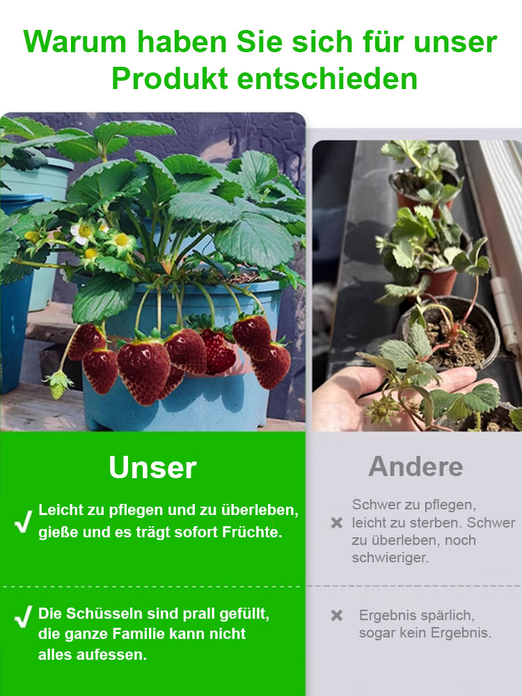 【Keimung garantiert, Dünger inklusive】Schwarze Perle Erdbeersamen