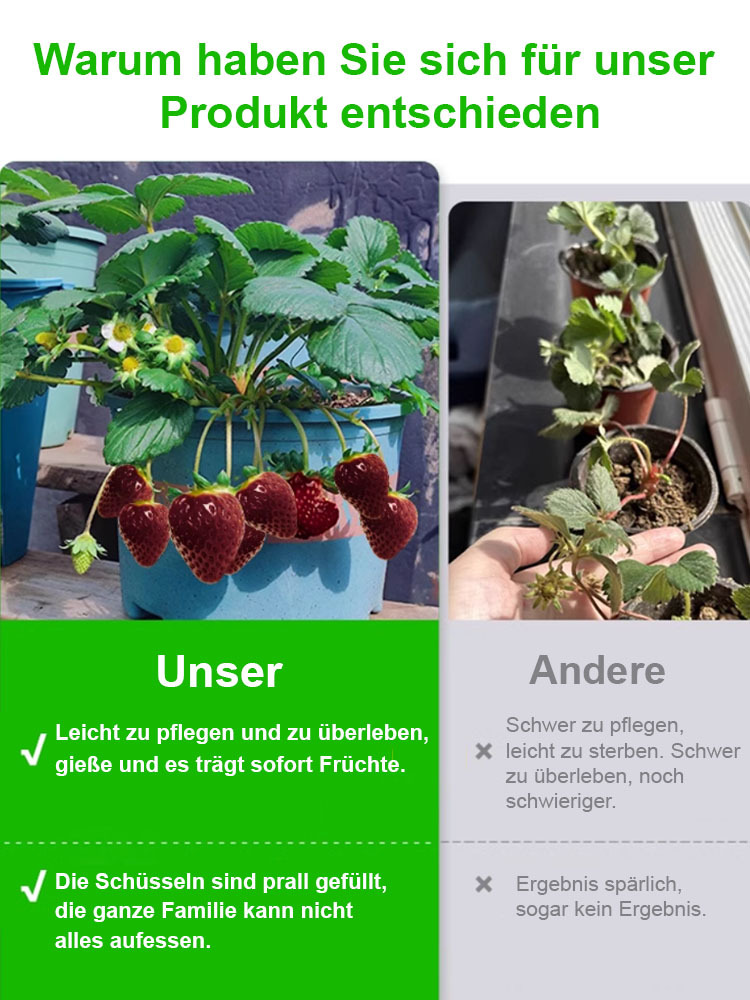 【Keimung garantiert, Dünger inklusive】Schwarze Perle Erdbeersamen