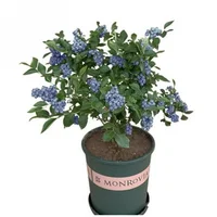 【Full Refund for Non-Living】Extra Large Fruit High-Yield Organic Blueberry Seedlings
