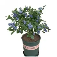 【Full Refund for Non-Living】Extra Large Fruit High-Yield Organic Blueberry Seedlings