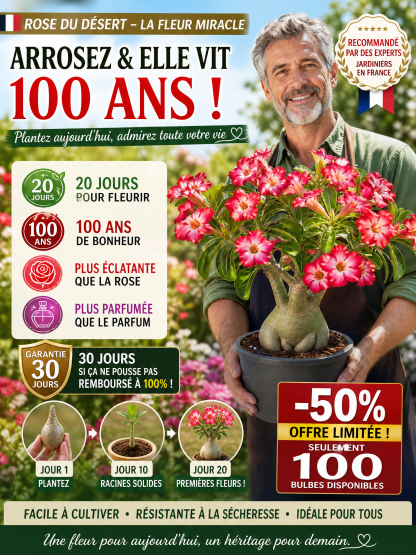 Une fleur transmise de génération en génération : la Rose du Désert,capable de vivre jusqu’à 100 ans