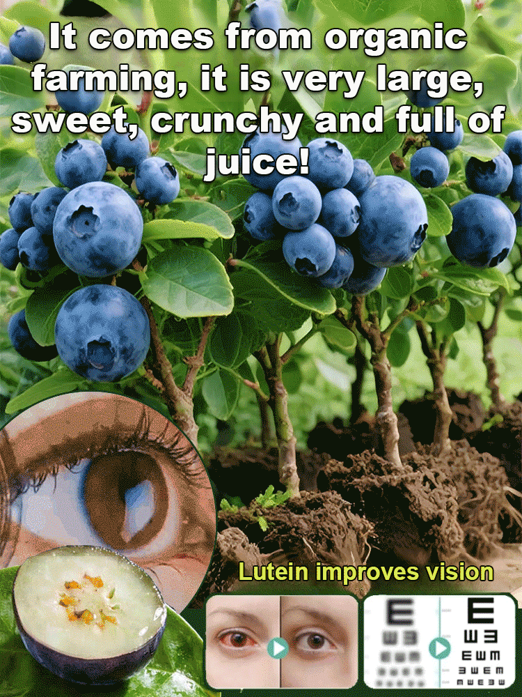 【Full Refund for Non-Living】Extra Large Fruit High-Yield Organic Blueberry Seedlings