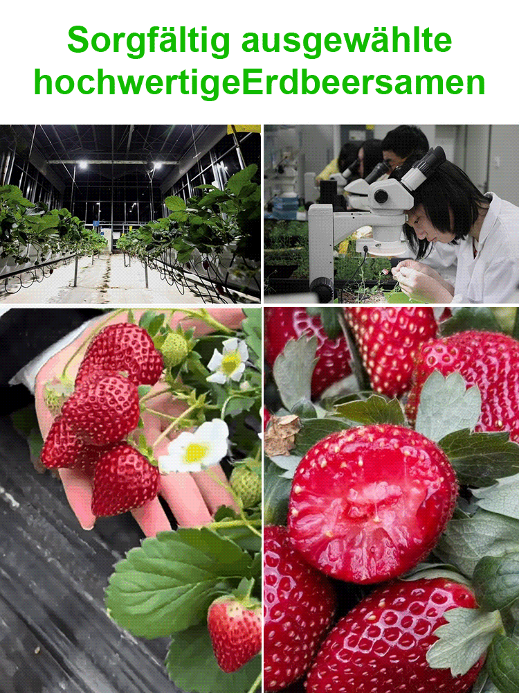 【Keimung garantiert, Dünger inklusive】Schwarze Perle Erdbeersamen