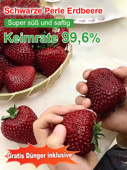 【Keimung garantiert, Dünger inklusive】Schwarze Perle Erdbeersamen